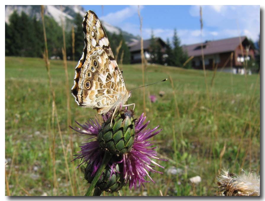 lepidotteri delle vacanze - Vanessa cardui